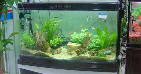 昆明搬家的時(shí)候魚(yú)缸怎么辦.jpg 昆明搬家的時(shí)候魚(yú)缸怎么辦.jpg